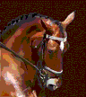 Performance Pony Central header logo image
