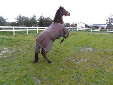 Chico celebrating after his first win - he's a happy boy