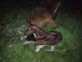Georgeo, born 'round midnight October 2013