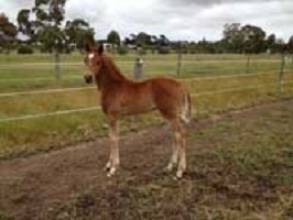 Georgeo, a month old 29 November 2013