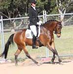 Chico warming up at Werribee Park before his first ever dressage test